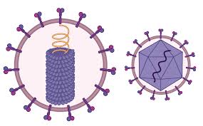"capsid" picture
