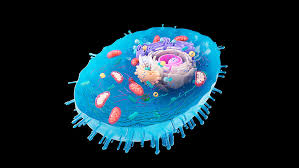 "eukaryote" picture