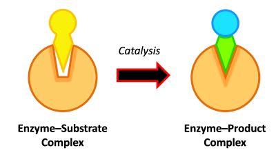 "catalysis" picture