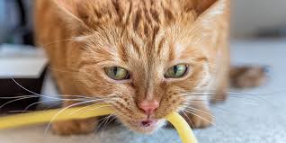 "chew on" picture