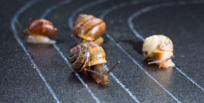 "at a snail's pace" picture