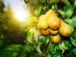 "bear fruit" picture