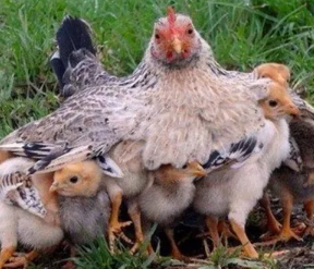 "take somebody under your wing" picture