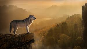 "lone wolf" picture