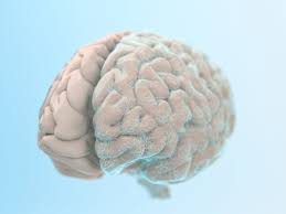 "gray matter" picture