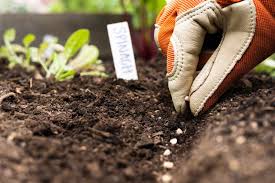 "sow the seeds of" picture