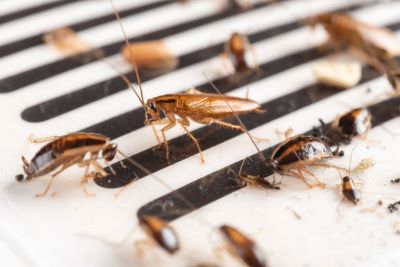 Infested Means infestation는 무엇을 의미하나요? | Lingoland 영한 사전